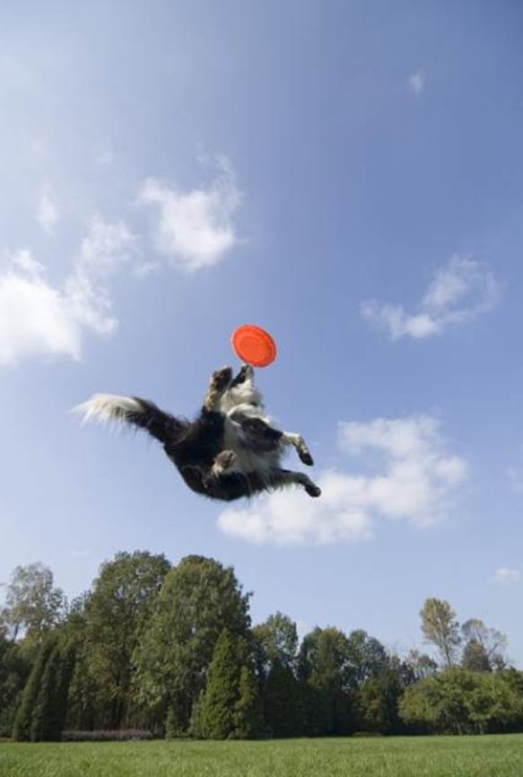 Dogs playing frisbee