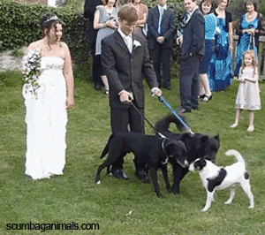http://scumbaganimals.com/wp-content/uploads/2013/12/bride-pissed-on-by-dog-funny-pictures-animated-gif.gif