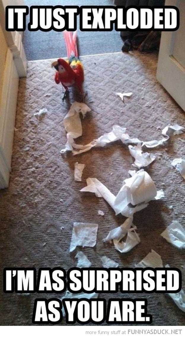 http://funnyasduck.net/wp-content/uploads/2013/02/funny-parrot-ripped-toilet-roll-paper-just-exploded-surprised-you-pics.jpg