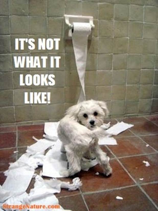 http://cynicalfashionista.files.wordpress.com/2012/05/funny-animals-dog-and-toilet-paper1.jpg