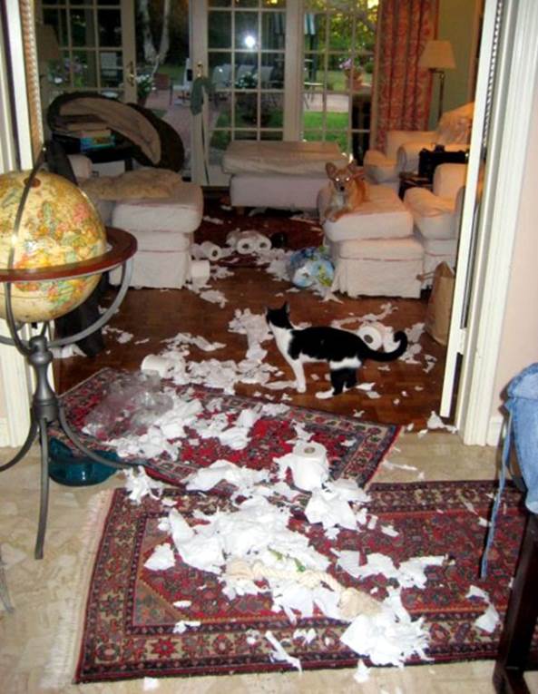 http://pleated-jeans.com/wp-content/uploads/2011/07/terrible-twosome-pets-make-a-mess-of-a-house.jpeg