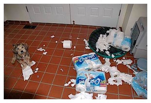 http://pleated-jeans.com/wp-content/uploads/2011/07/dog-toilet_paper-mess_md.jpeg