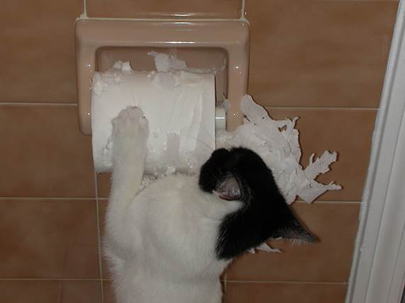 http://1.bp.blogspot.com/-3lqlsXXl4as/TtBDYetNOwI/AAAAAAAAAbM/VmWRR9nd718/s1600/cat+toilet+paper+roll+Derik+Delong.jpg