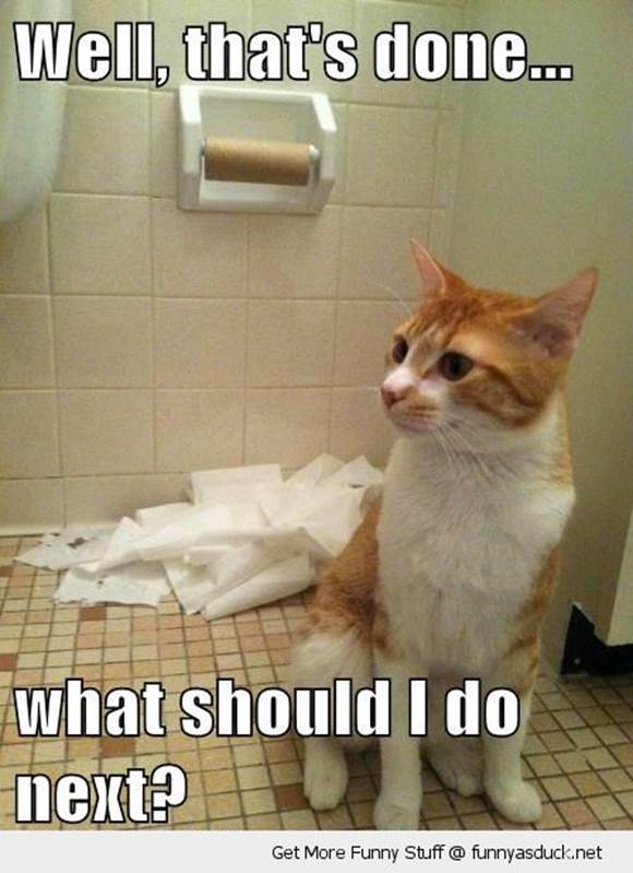 http://funnyasduck.net/wp-content/uploads/2012/11/funny-thats-done-what-now-cat-ripped-toilet-paper-roll-bathroom-pics.jpg