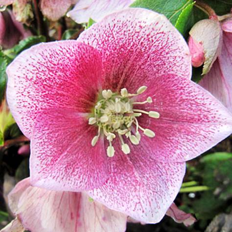 Hellebore, a lovely spring flower