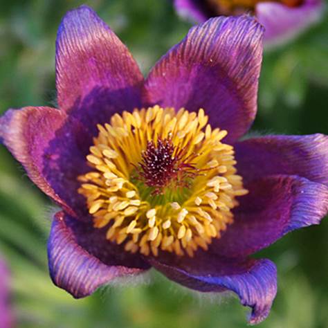 Pasque flowers demand well-drained soil.