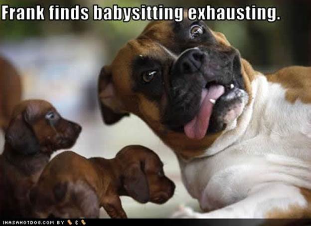 Funny dogs with captions Funny Dogs -Funny dog pictures with captions