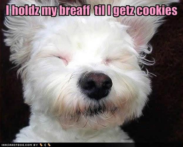 The teach Zone: Funny dog pictures with captions and funny dog picture