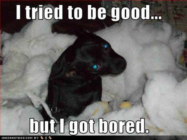 http://www.picturesquote.com/wp-content/uploads/funny-dog-quotes-with-pictures-funny-image-collection-dog-quotes-quotes-about-dogs-funny-dog-34613.jpg