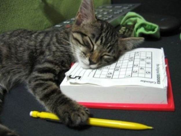 notabed:

Hey cat, that sudoku puzzle is not a bed!

