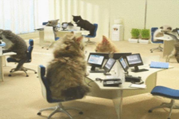 http://data.whicdn.com/images/19456566/funny-gif-cats-working-office_thumb.gif