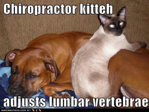 http://www.cecruncher.com/tinymce_images/funny-dog-pictures-chiropracto(1).jpg