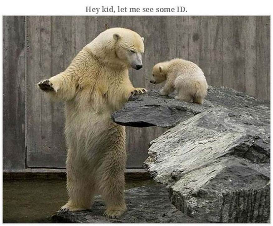 Hilarious bear pics2 Funny: Hilarious bear pics