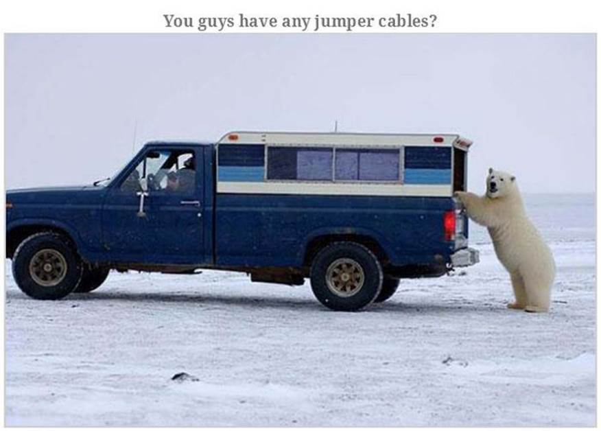 Hilarious bear pics3 Funny: Hilarious bear pics