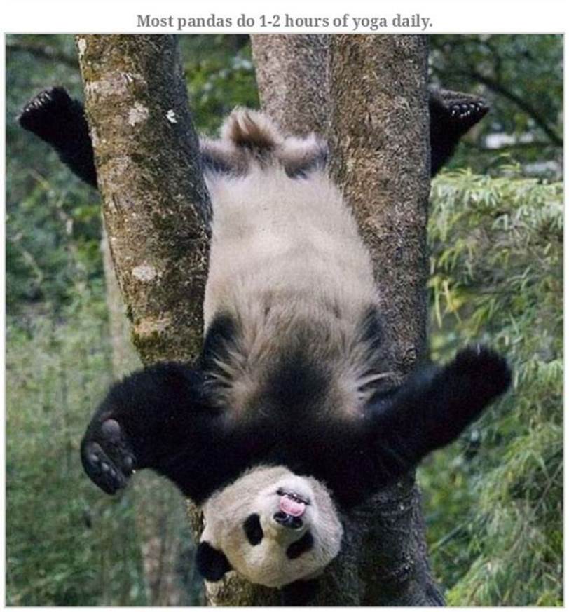 Hilarious bear pics4 Funny: Hilarious bear pics