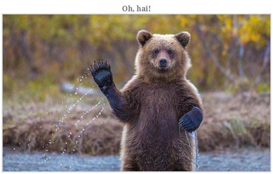 Hilarious bear pics6 Funny: Hilarious bear pics
