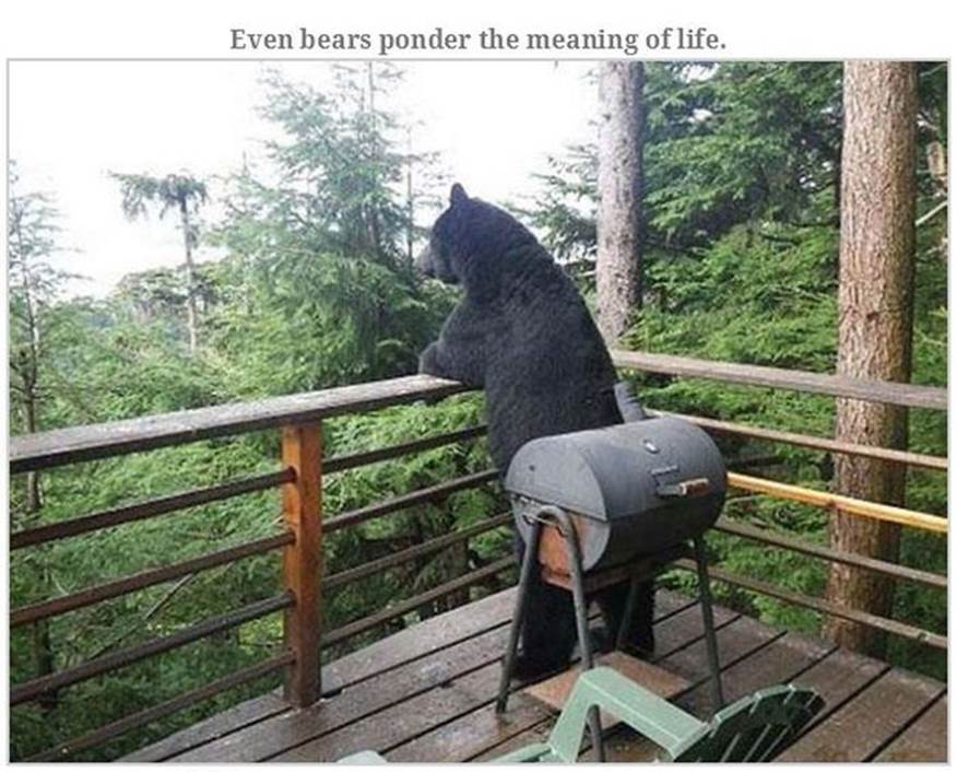 Hilarious bear pics7 Funny: Hilarious bear pics