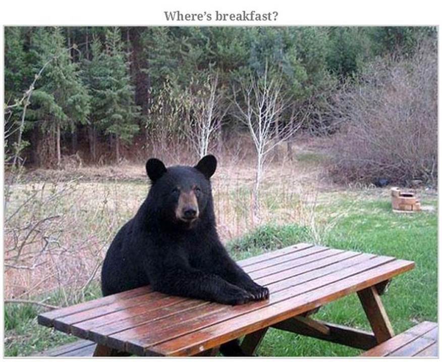 Hilarious bear pics8 Funny: Hilarious bear pics
