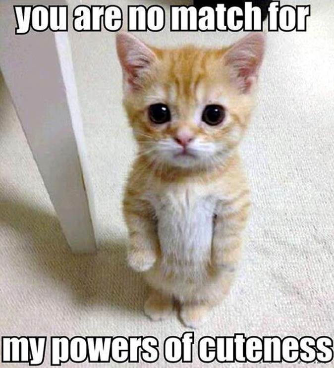 http://static.fjcdn.com/pictures/Cute+kitty+.+Cute+kitty_b66cf6_4608839.png