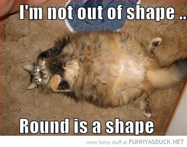 http://funnyasduck.net/wp-content/uploads/2013/01/funny-round-is-shape-fat-cat-pics.jpeg