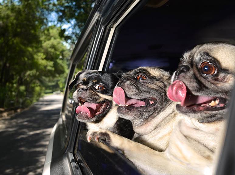 http://www.boredpanda.com/blog/wp-content/uploads/2014/01/funny-dogs-in-cars-lara-jo-regan-4.jpg