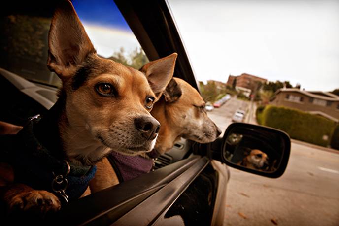 http://pawsh-magazine.com/wp-content/uploads/2013/06/Dogs-in-cars.jpg