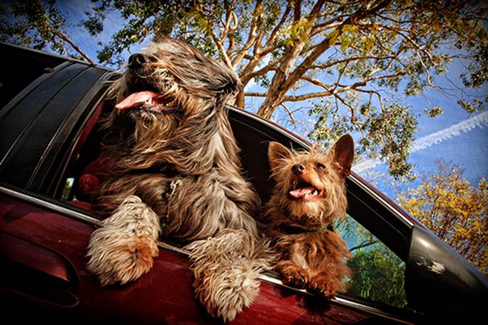 http://pawsh-magazine.com/wp-content/uploads/2013/06/Dogs-in-cars-3.jpg