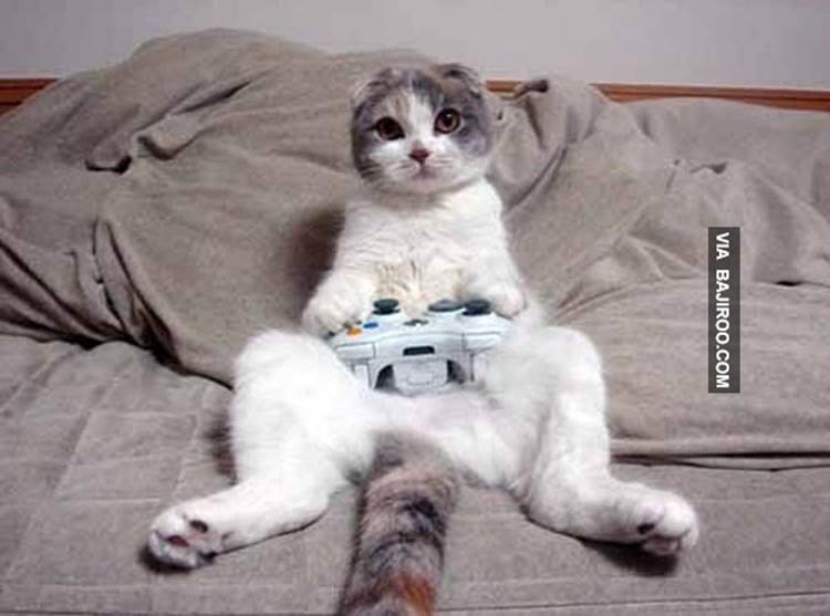 http://www.bajiroo.com/wp-content/uploads/2013/09/funny-cat-playing-video-games.jpg