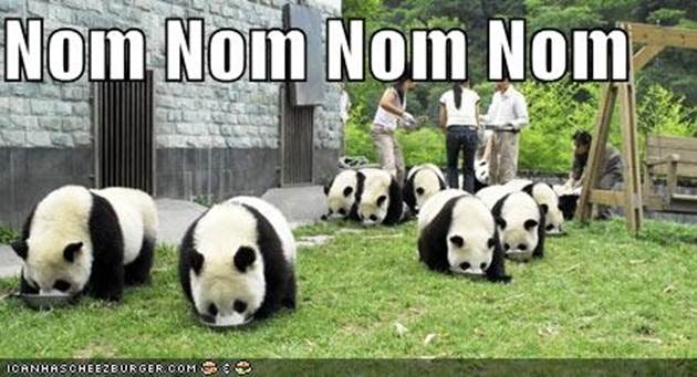 http://www.lovehorsepower.com/galleries/44269331/CheeseDS/album/slides/funny-pictures-pandas-eating-noms.jpg