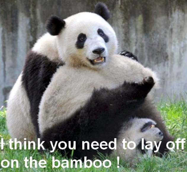 http://funny-pics.co/wp-content/uploads/funny-fat-pandas-picture-121.jpg