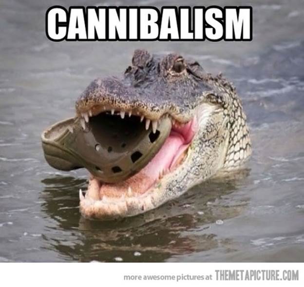 http://cdn.themetapicture.com/media/funny-crocodile-eating-croc-shoe.jpg