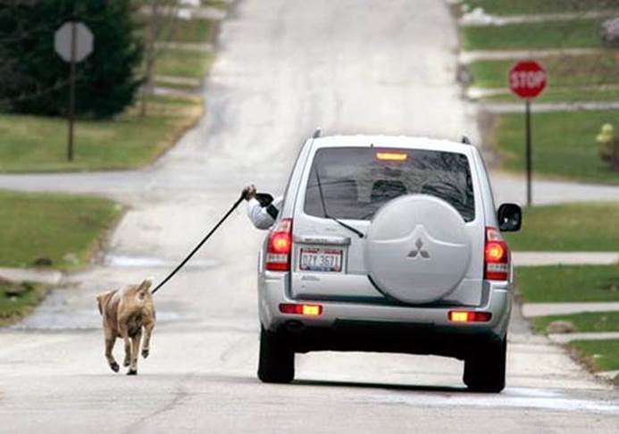 http://infolific.com/images/health/funny-exercise-pictures/walking-the-dog-in-your-car.jpg