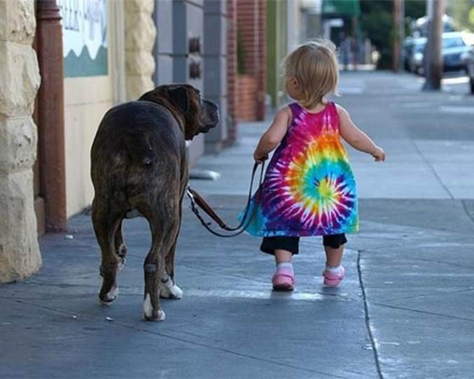 http://www.foundshit.com/pictures/dogs/mastiff-walking-toddler.jpg