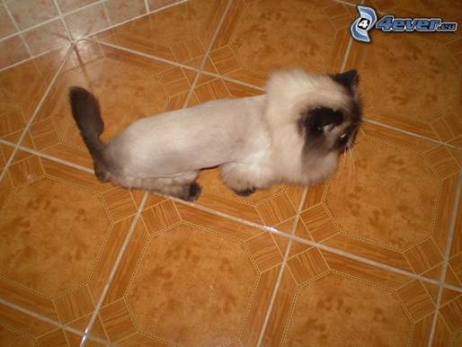 http://pictures.4ever.eu/data/674xX/animals/cats/haircut-cat-141115.jpg