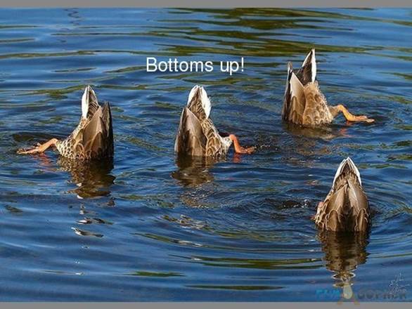 http://gophers.fungopher.com/R/Z/L/RZLeciRfb/Funny-Animals-Bottoms-up.jpg