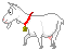  white goat   animation
