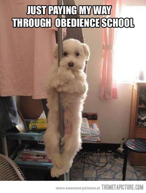 http://hownottogetajobinadvertising.files.wordpress.com/2013/07/funny-dog-dancing-pole.jpg?w=551&h=728