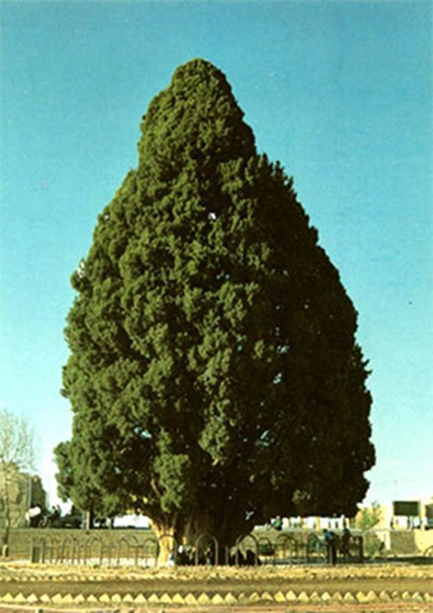 Sarv-e Abarqu cypress tree