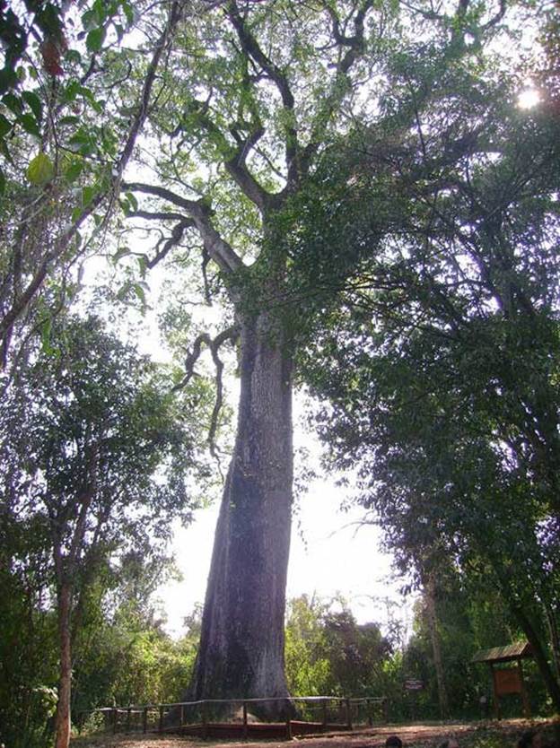 Cariniana legalis Patriarca da Floresta tree