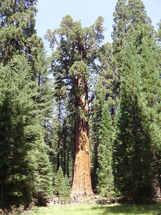 General Sherman giant sequoia