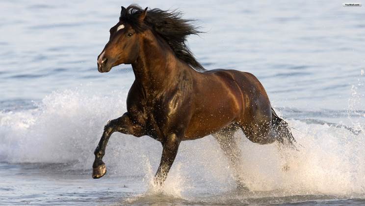 http://petsbunch.com/wp-content/uploads/2013/12/horse-running-photo-104.jpg