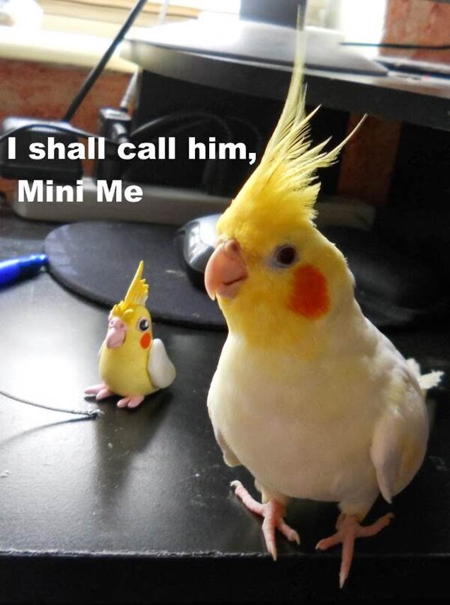 http://3.bp.blogspot.com/-AlBOv1qnQ-c/UodbKbb7WZI/AAAAAAAAxrE/5C1eVBoS1XM/s1600/019-funny-captions-017-bird-i-should-call-him-mini-me.jpg