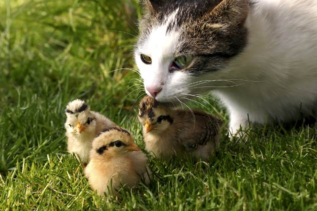 http://www.catster.com/files/600px-cat-and-baby-quail-on-grass.jpg