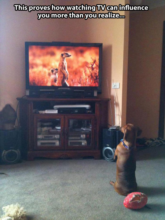 http://loldamn.com/wp-content/uploads/2013/12/funny-dog-watching-TV.jpg