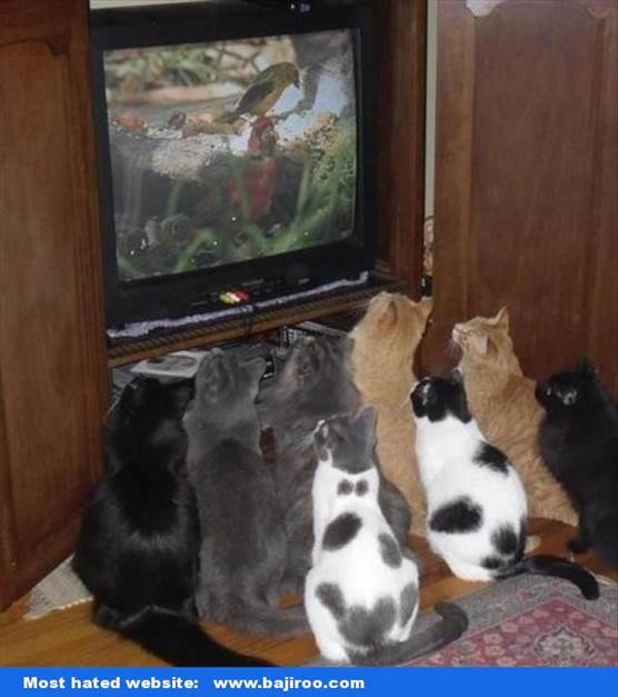 http://www.bajiroo.com/wp-content/uploads/2013/01/funny-animals-pet-cat-dog-watching-tv-funny-images-pictures-bajiroo-photos.jpg