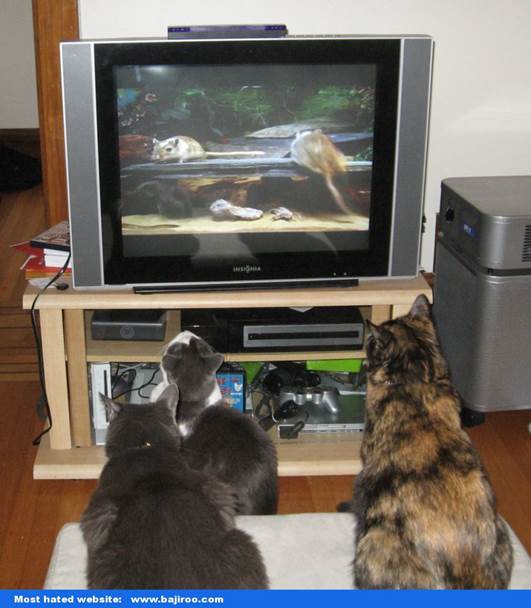 http://www.bajiroo.com/wp-content/uploads/2013/01/funny-animals-pet-cat-dog-watching-tv-funny-images-pictures-bajiroo-photos-7-869x994.jpg
