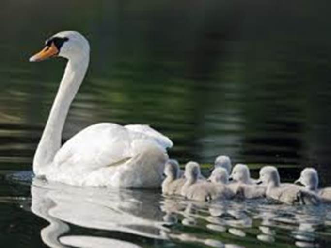 Swan Swimming with its Babies Image - Science for Kids All About Swans