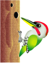 woodpecker animations