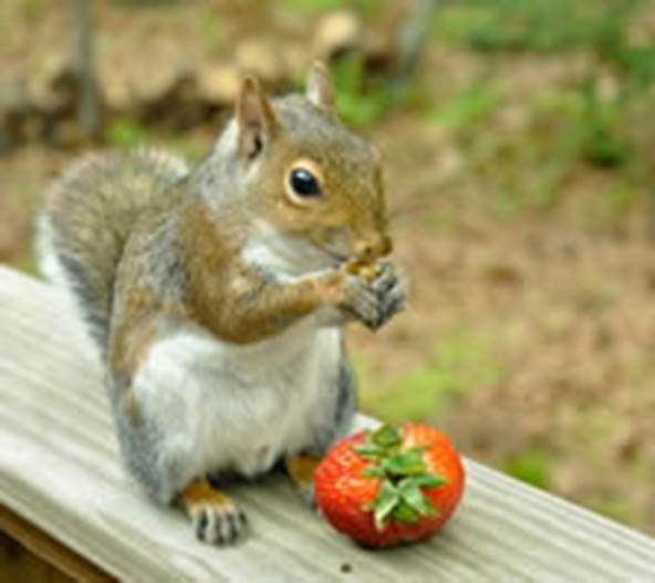 http://www.about-squirrels.com/images/squirrel-eat-2.jpg