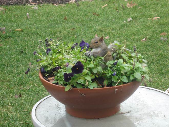 http://www.city-data.com/forum/attachments/garden/56924d1264275519-squirrels-eating-my-pansies-picture-003.jpg